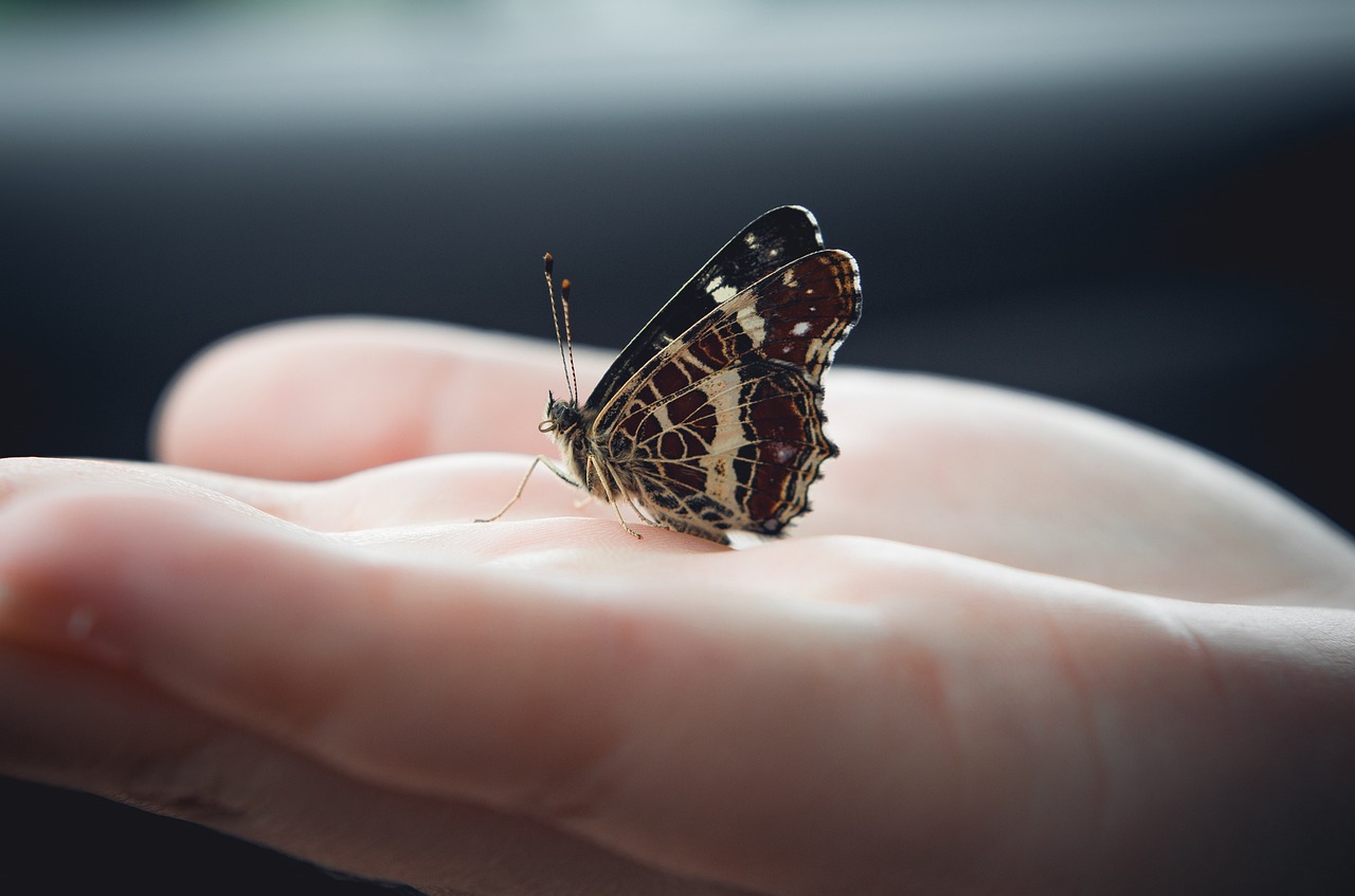 papillon posé sur une main